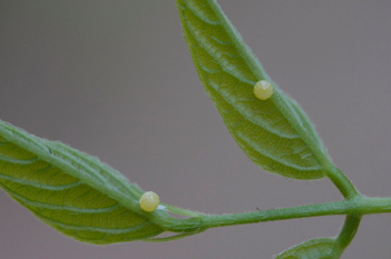 Long-tailed Skipper eggs